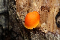 Oranjerode hertenzwam – Pluteus aurantiorugosus (2)