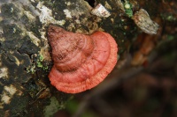 Vermiljoen houtzwam – Pycnoporus cinnabarinus (2)