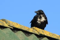 Zwarte kraai –  Corvus corone (3)