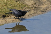 Zwarte kraai – Corvus corone (4)