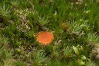 Groot oranje mosschijfje 3mm – Octospora humosa (a)