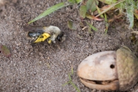 Grijze zandbij vrouw – Andrena vaga – Grey-backed mining Bee (a2)