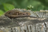 Levendbarende hagedis – Zootoca vivipara -Eurasian Lizard (a)
