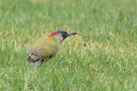 Groene specht - Picus viridis - Green woodpecker (b2)